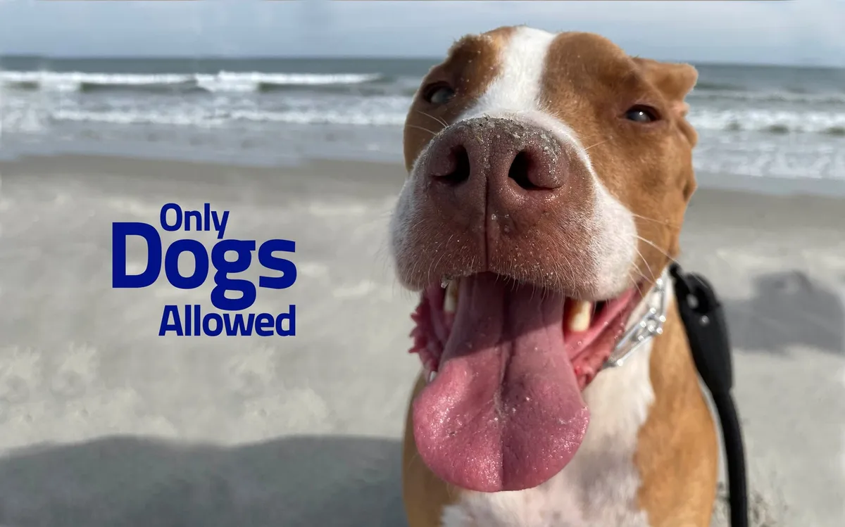 A joyful close-up of a dog's face in the foreground with a sandy beach and blue sky stretching out behind. The dog looks directly at the camera, capturing the fun and freedom of pet-friendly beach days. The image also features text reading 'Only Dogs Allowed'.